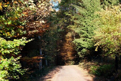 Wanderweg Hirsch